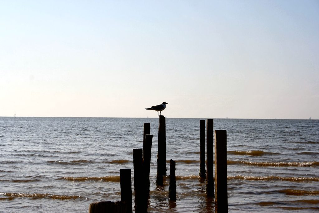 L’attribut alt de cette image est vide, son nom de fichier est seagull-1537961-1024x683.jpg.